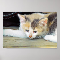 Cute Kitten Laying On Floor With Sad Face Poster