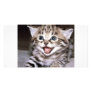 Cute Kitten Customized Photo Card