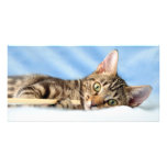 Cute kitten playing photo cards