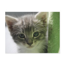 Cute Kitten Postcard