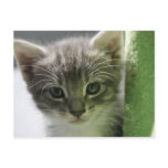Cute Kitten Postcard