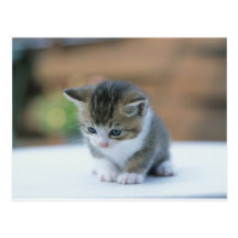 Cute Kitten Postcards