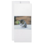 Cute Kitten Custom Rack Cards