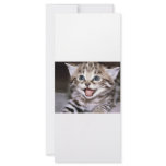 Cute Kitten Rack Card