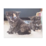Cute Kittens postcards