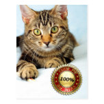 Cute kittie - Postcard