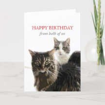 cute kitty birthday