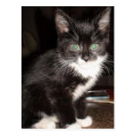 Cute Kitty Post Cards
