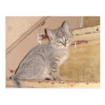 Cute Kitty Postcard