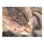 Cute Kitty Postcards