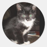 Cute Kitty Round Stickers