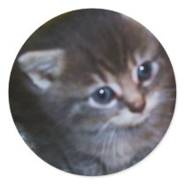 CUTE KITTY stickers
