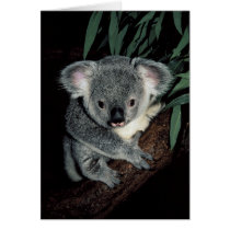 Cute Koala Bear Greeting Card