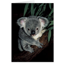 Cute Koala Bear Greeting Card