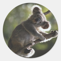 Cute Koala Climbing Stickers