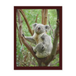 Cute Koala Postcard