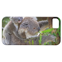 Cute Koalas