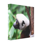 Cute Lemur Canvas Print