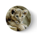 Cute Lion Cub buttons