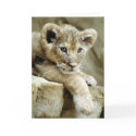 Cute Lion Cub cards