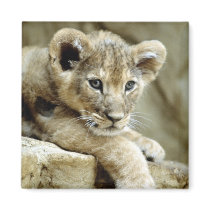 Cute Lion Cub Magnet