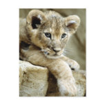 Cute Lion Cub postcards