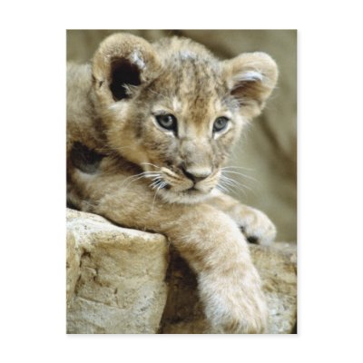 Cute Lion Cub Postcards by alternateworlds