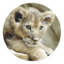 Cute Lion Cub stickers