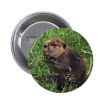 Cute Little Beaver Button
