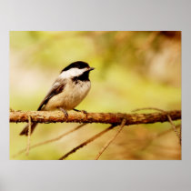 Cute Little Chickadee