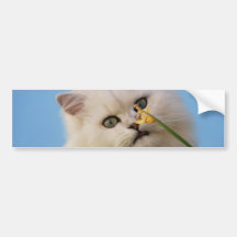 Cute little Kitten Bumper Stickers