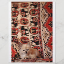 Cute Little Kitten Personalized Flyer