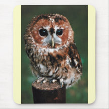 Cute Little Wild Owl Mouse Pad