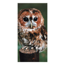 Cute Little Wild Owl Photo Card