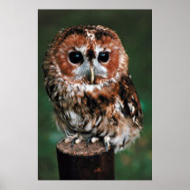 Cute Little Wild Owl Poster Print