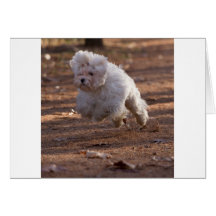 Cute Maltese Dog Greeting Card