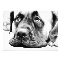 Cute Mastiff Personalized Invitations