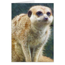 Cute Meerkat at Attention, Kansas City Zoo Cards