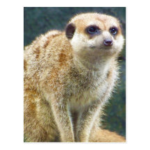 Cute Meerkat at Attention, Kansas City Zoo Post Cards