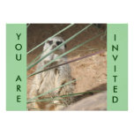 Cute Meerkat Invitation