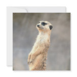 Cute Meerkat  Invitations