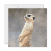 Cute Meerkat  Invitations