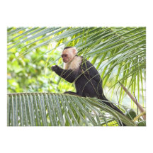 Cute Monkey on a Palm Tree Personalized Invitation