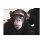 Cute monkey postcard