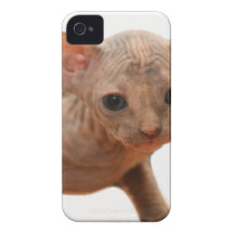 Cute newborn sphynx kitten iPhone 4 case