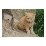 Cute Orange Tabby Kitten photography