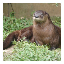 Cute Otter Invitations