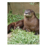 Cute Otter Postcard