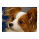 Cute Papillon Dog Greeting Cards