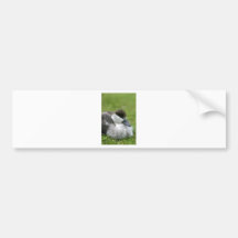 Cute paradise duckling bumper stickers
